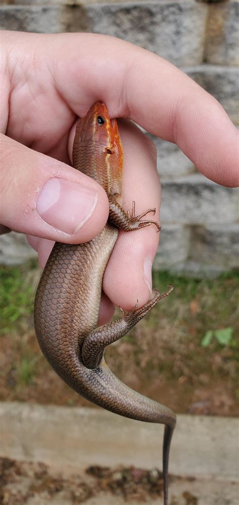 Is this a coal skink? Central to northern Virginia : r/whatisthisanimal