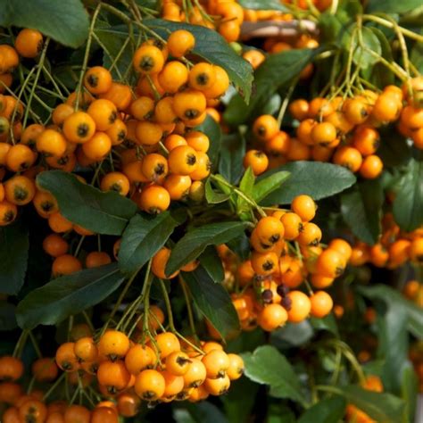 ПІРАКАНТА (pyracantha) - Сад-Город