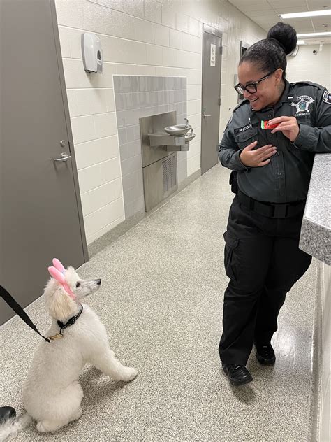 wake county detention center inmate search 7