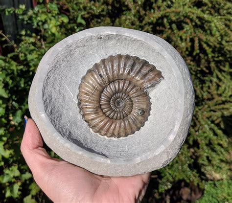 A few new fossils finished this week... - Stonebarrow Fossils