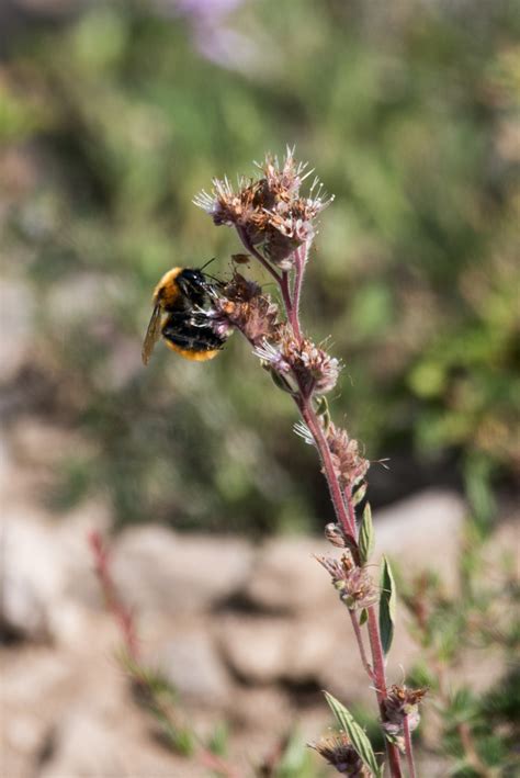 Giant Bumble Bee in January 2016 by Vicente Pantoja · iNaturalist