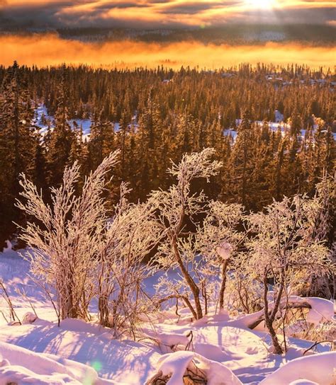 premium photo frozen tree