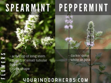spearmint  peppermint   differences  images  indoor