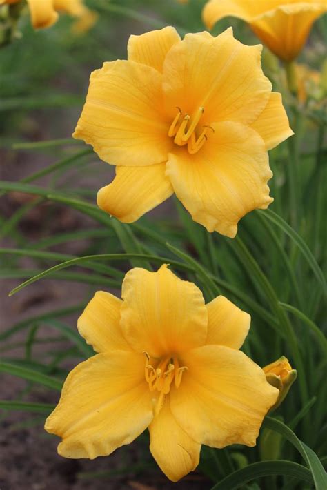Hemerocallis Stella Dóro | Verschoor Horticulture