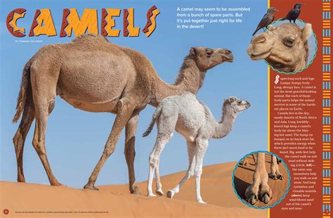 Camels - NWF | Ranger Rick