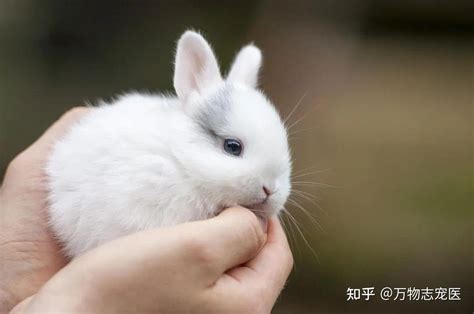 兔子的尾巴长不了？你对兔兔的尾巴知道多少？ - 知乎