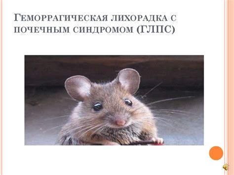 Геморрагическая лихорадка с почечным синдромом (ГЛПС) - презентация онлайн