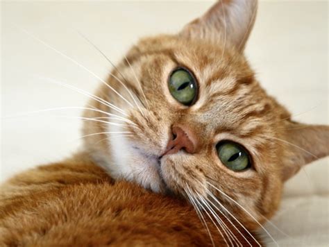 Cat jpg photos free download 105,539 .jpg files