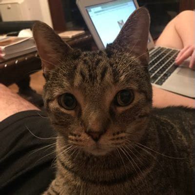 Nihilist Cat on Twitter: "The phrase “it is what it is” is completely ...