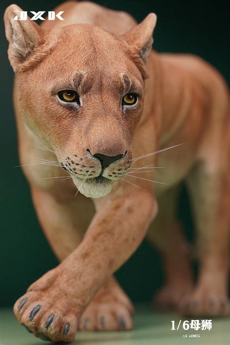 Lioness A | HLJ.com