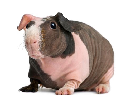 why is guinea pig losing hair naturally 6