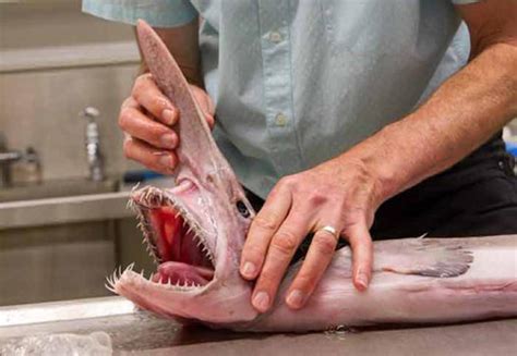 Australia discovers a rare "alien of the deep" goblin shark