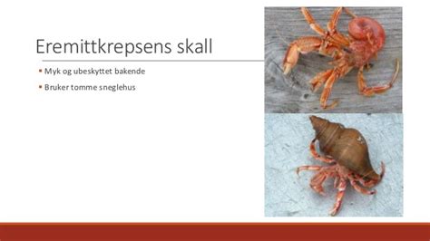 Eremittkreps