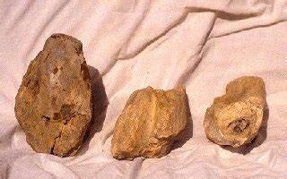 Stewarts petrified wood, meteorites, rocks, fossils, jewelry, dinosaur ...