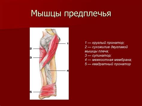 Мышцы человека - презентация онлайн