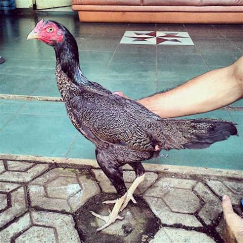 anakan burma ayam burma