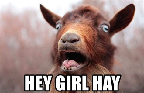 Playful and Hilarious Goat Memes