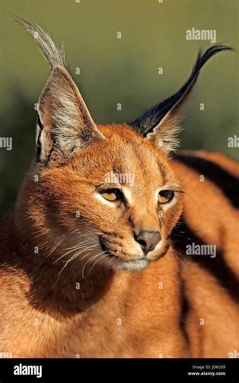 Karakal felis caracal hi-res stock photography and images - Alamy