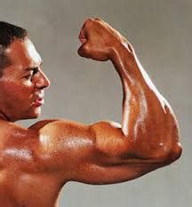 pengertian  sistem otot