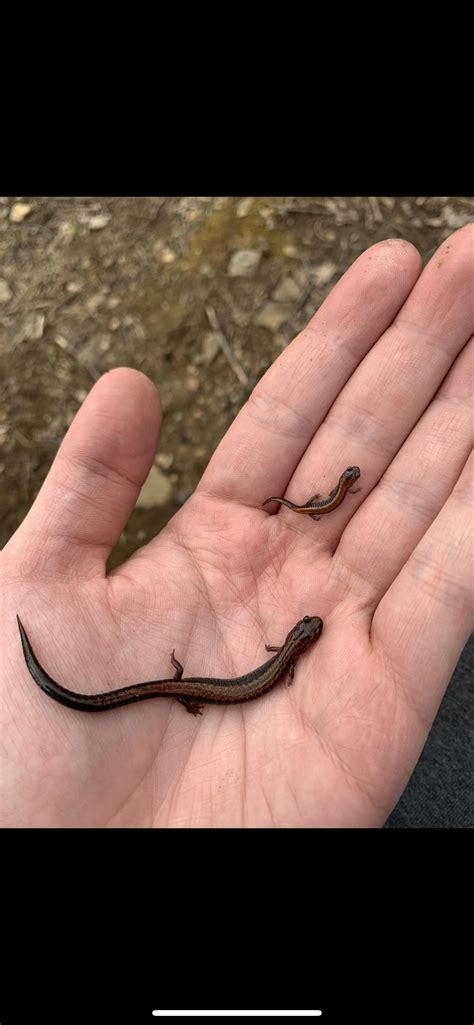 Found these Red-backed Salamanders last week. : r/herpetology