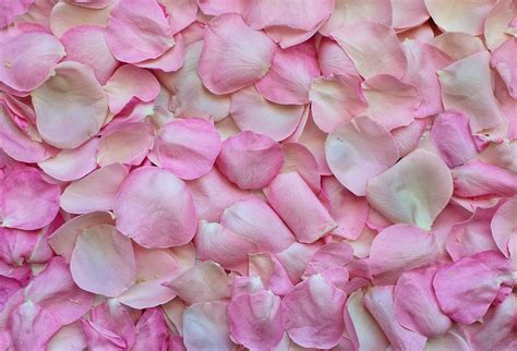 Rose Petals Wallpapers - Wallpaper Cave