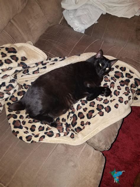 Tiny Satan has the best rests! : u/SpaceCadetTooFarGone