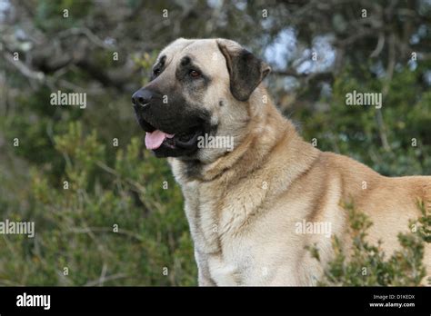 Dog Anatolian Shepherd dog / Kangal / Turkish Karabash adult portrait ...