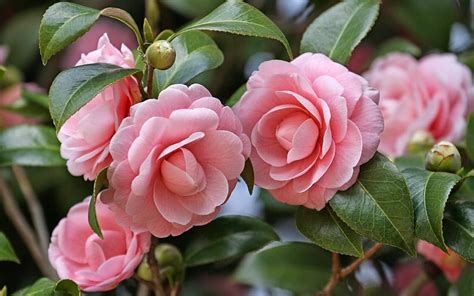 Camellia Japonica bush, winter, graphy, garden, bush, camellia, pink ...