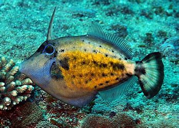 革科（单棘科）Aluteridae 蓝色动物学