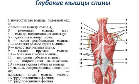 Строение мышцы спины: анатомия. Интересно и познавательно об анатомии ...