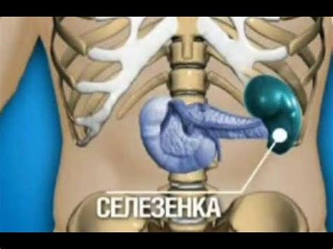 СЕЛЕЗЁНКА - вторая "мать" организма! - YouTube