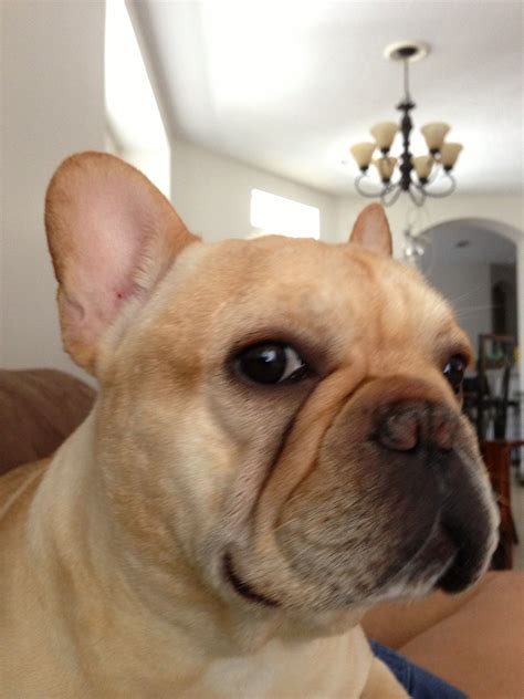 What Is French Bulldog Cherry Eye at Louis Brannan blog