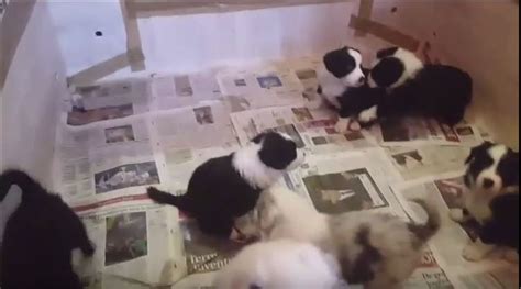 Baby Border Collies | Border Collie Fan Club