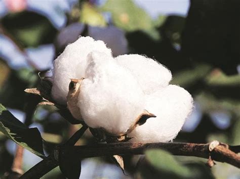 cotton usa  signed  licensees  western europe textile
