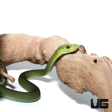 Baby Eastern Green Mambas (Dendroaspis angusticeps) For Sale