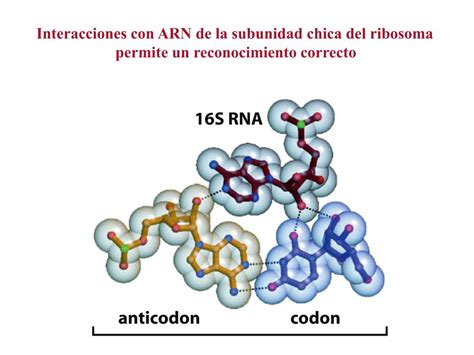 Codigo Genetico Es Degenerado