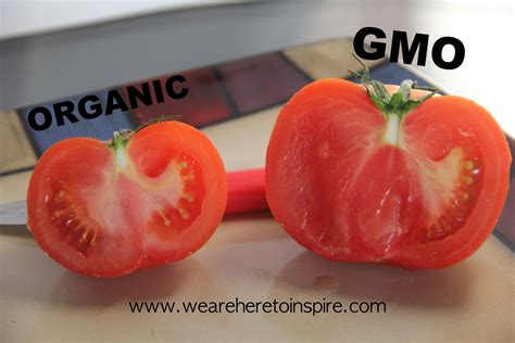 health benefits  gmo tomatoes  george ashcraft blog