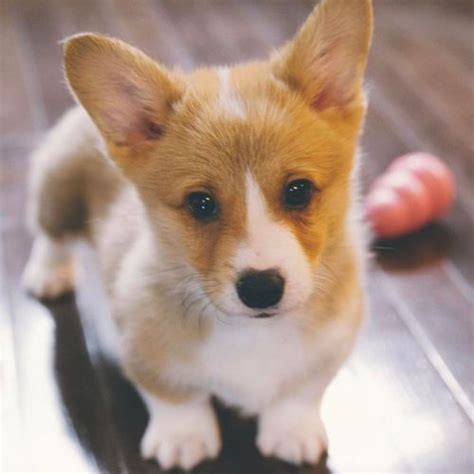 Dorgi vs Corgi - Breed Comparison | MyDogBreeds
