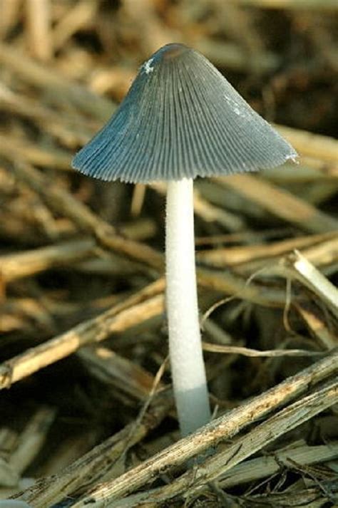 Навозник обыкновенный (Coprinopsis cinerea) фото и описание