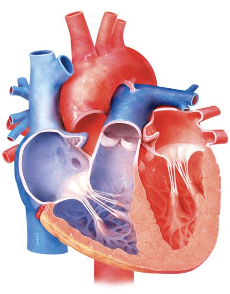 right atrium Diagram | Quizlet