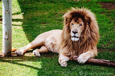 Cango Wildlife Ranch Adventures | As Her World Turns