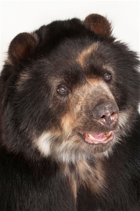 Baby Spectacled Bear