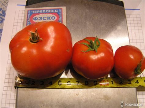 Томат бони мм: описание сорта, отзывы, фото, характеристика