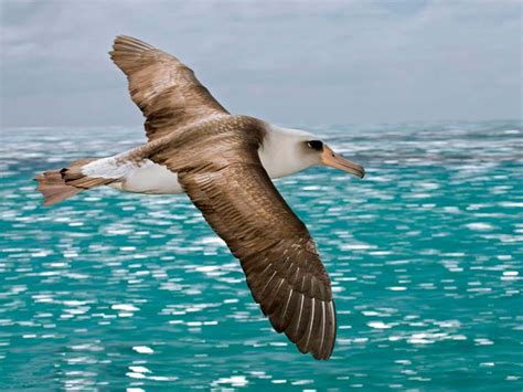 121 best Albatroz images on Pinterest | Boat, Birds and Black and white