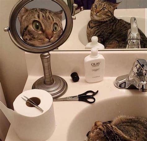 Cursed Images of Cats