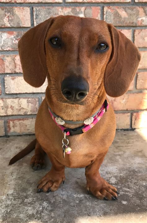 Short Hair Sausage Dog Selling Discounts | www.pinnaxis.com