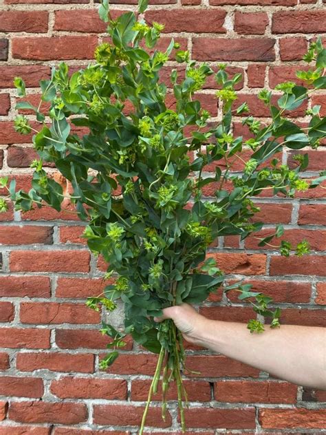 Bupleurum: A great branching filler flower or green – Chesapeake Flower ...