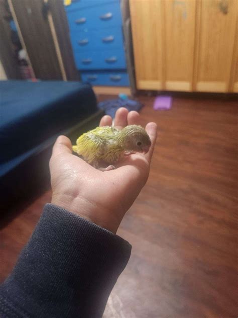 Parrotlets