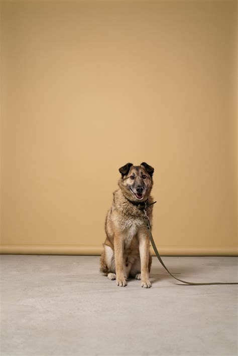 A Dog on a Leash · Free Stock Photo
