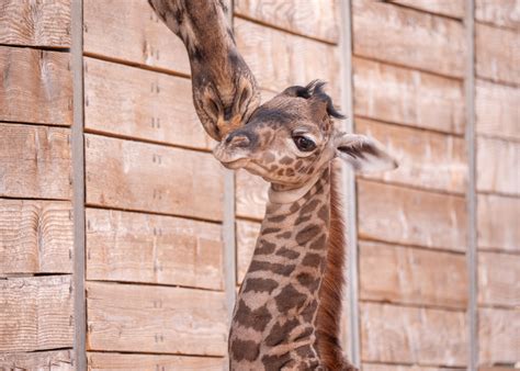 houston zoo animal names 3